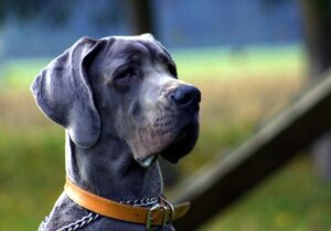 6 Animals that Went Viral Around the World